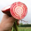 Bijgerecht recept bietjes - bieten