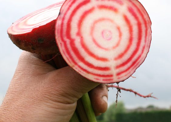 Bijgerecht recept bietjes - bieten