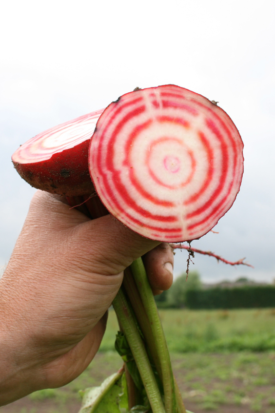 Bijgerecht recept bietjes - bieten